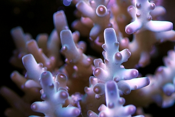 coral-aquamarin-1