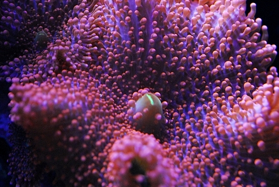 coral-aquamarin-2