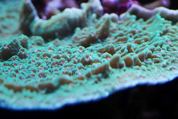 coral-aquamarin-3