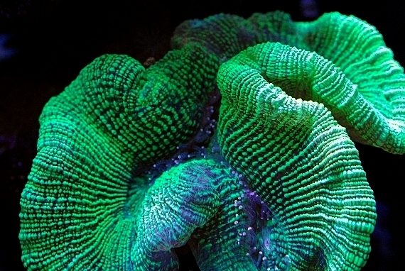 coral-aquamarin-4