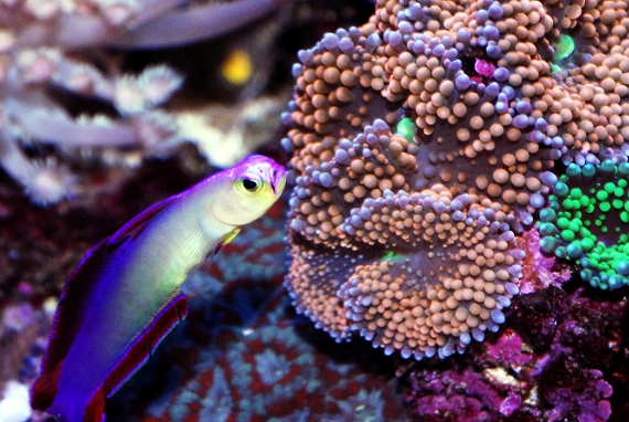 coral-aquamarin-5