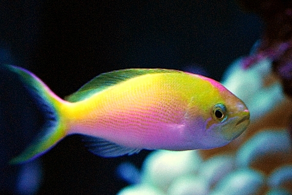 coral-aquamarin-6