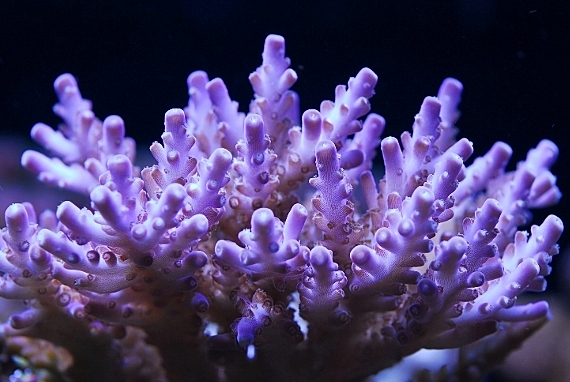 coral-aquamarin-10