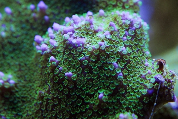 coral-aquamarin-11