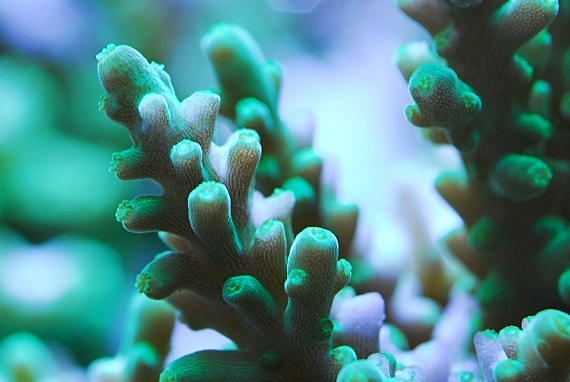 coral-aquamarin-12