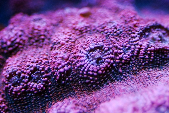 coral-aquamarin-14