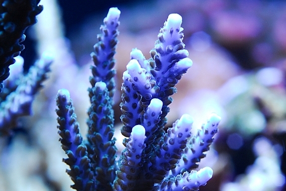 coral-aquamarin-15