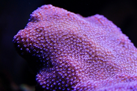 coral-aquamarin-16